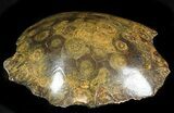 Polished Fossil Coral Head - Morocco #44921-1